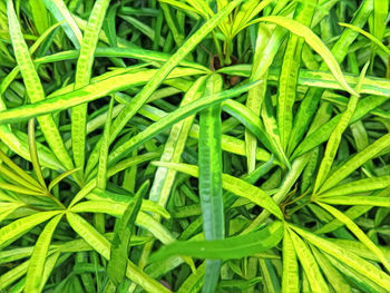 Full frame shot of plants