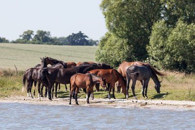 Horses on riverbank against sky