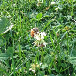 Honey bee on field