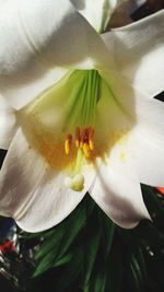 Close-up of white flower