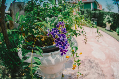 Close up of purple flowers