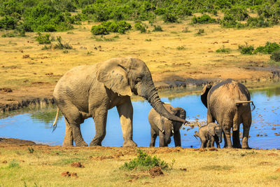 Elephant on land