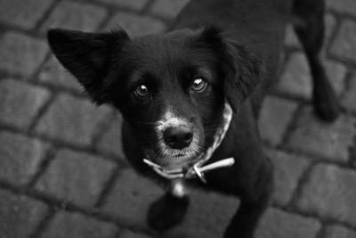 High angle portrait of puppy on floor