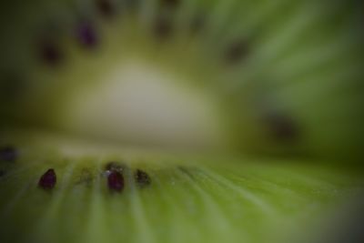 Close-up of plant