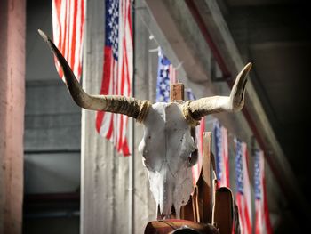 Close-up of animal longhorn skull