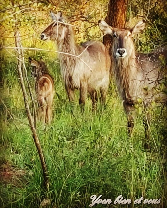 animal themes, grass, young animal, outdoors, animal wildlife, day, nature, no people, animals in the wild, mammal, domestic animals, standing, togetherness, full length