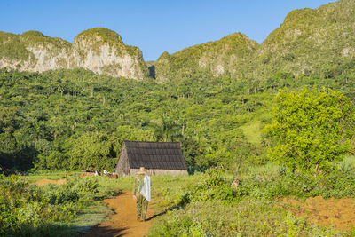 Rural scene of traditional farm life in vinales, one of the main tobocco production regions of cuba.