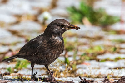 Close-up of bird perching on snow