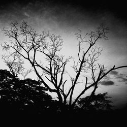 Low angle view of bare tree against sky