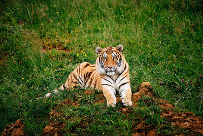 Cat relaxing on grass