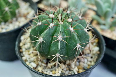 High angle view of potted cactus plant