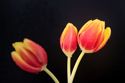 Close-up of pink tulips against black background