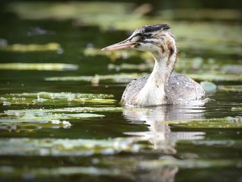 Duck swimming in lake