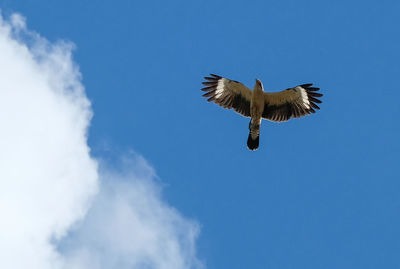 Low angle view of eagle flying in sky