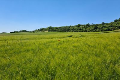 Scenic view of field against clear blue sky