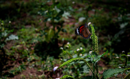 Close-up of butterfly pollinating on flower