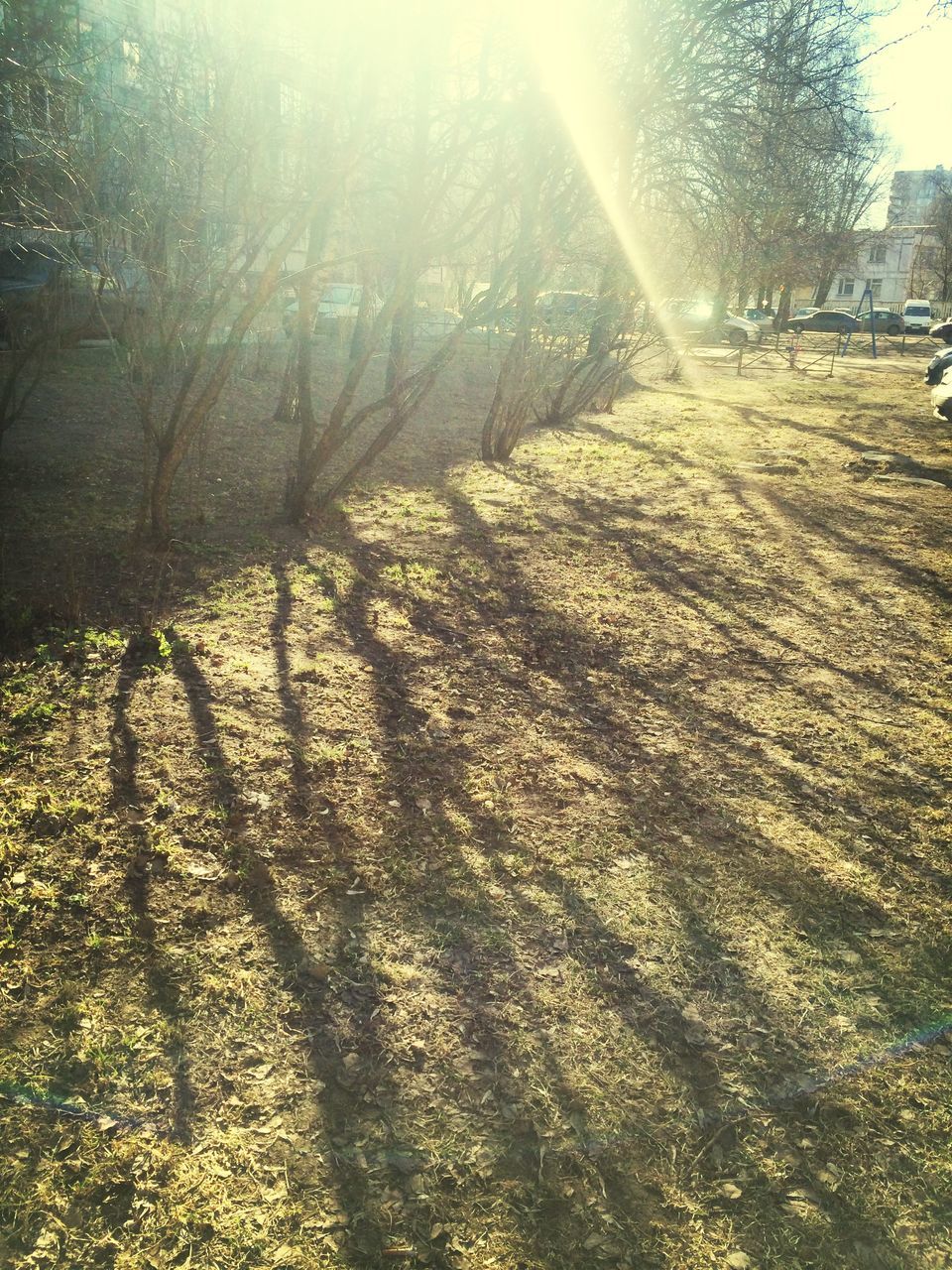 sun, sunbeam, sunlight, lens flare, tree, sunny, bright, growth, nature, field, day, tranquility, tree trunk, outdoors, shadow, no people, beauty in nature, building exterior, built structure, back lit