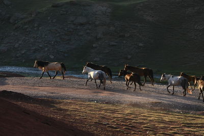 Goats on dirt road