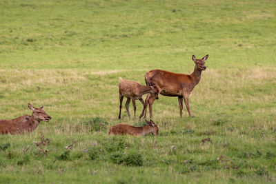 Deer in a field