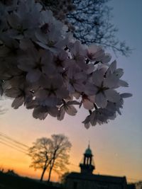 Cherry blossoms against sky at dusk