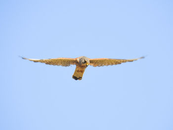 Low angle view of eagle flying in sky