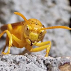 Close-up of an animal