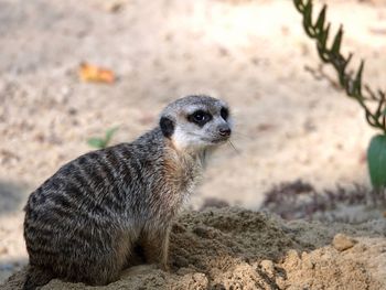 Close-up of an animal on rock