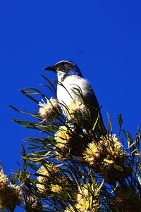 Low angle view of bird perching on tree against blue sky