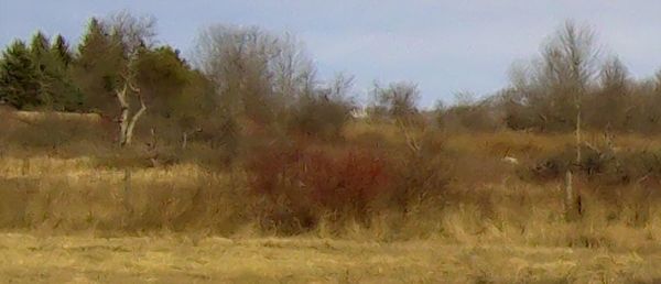 Plants growing on field against sky
