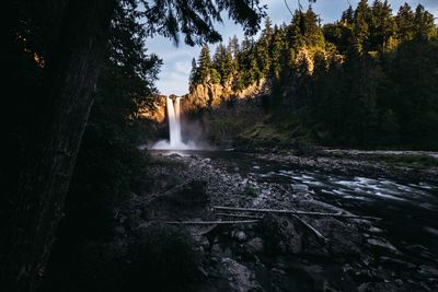 Scenic view of waterfall in forest