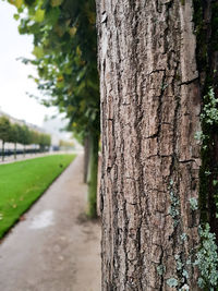 Close-up of tree trunk