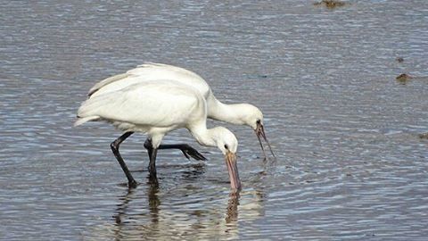 Bird in water