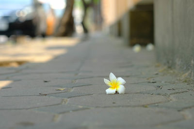 Close-up of white flower on footpath