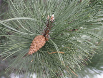 Close-up of pine cone on tree