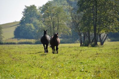 Horses on field against sky