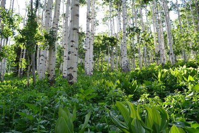 Plants growing on field