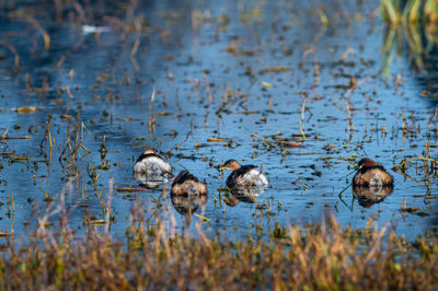Ducks swimming in lake