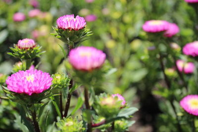 Close-up of pink flowering plants in park