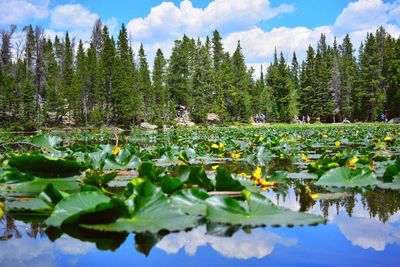 Reflection of trees in lake