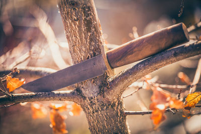 Close-up of orange leaves on tree branch