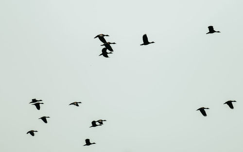 Low angle view of birds flying