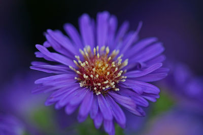 Close-up of purple flower