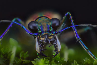 Close-up of insect on leaf