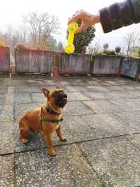 Dog with hand on footpath