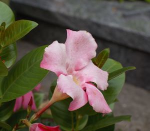 Close-up of pink rose flower