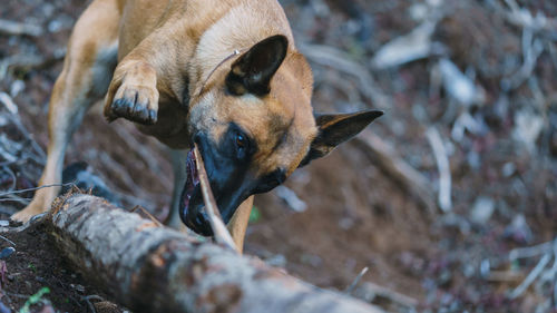 Belgian malinois biting a piece of wood