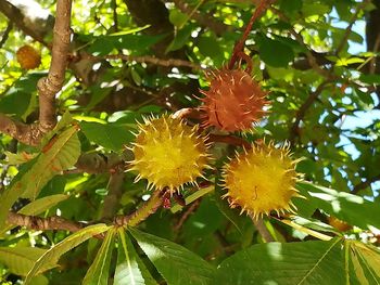 Low angle view of flower tree