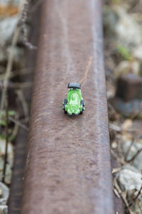 Close-up of insect