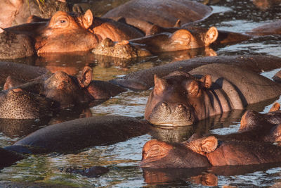 Group of hippopotamus with cub in the water