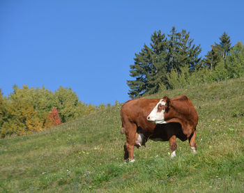 Cows in a field